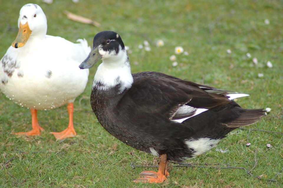 Animals birds aquatic animal