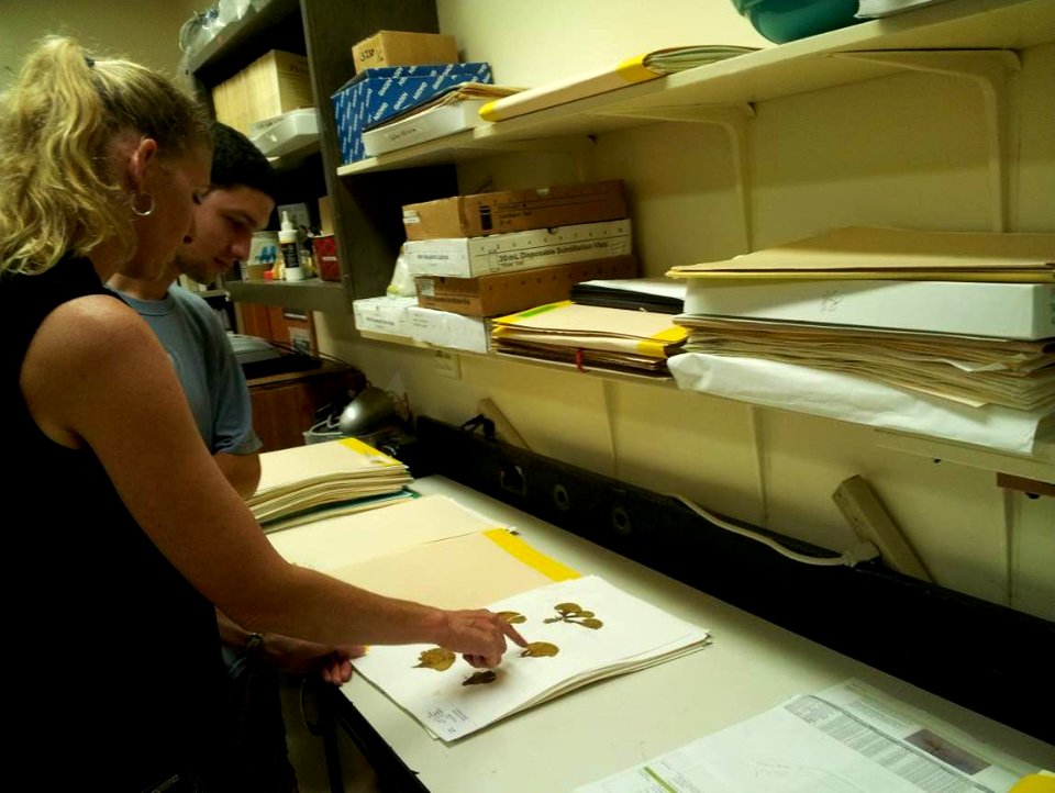 Examining Algal Specimen