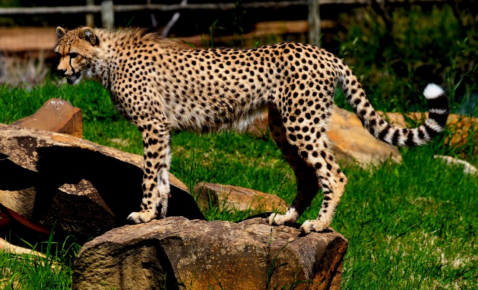 Western Plains Zoo - Dubbo NSW