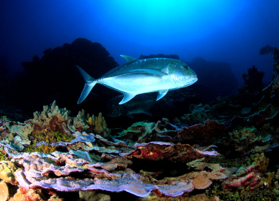 Giant Trevally Over Coral