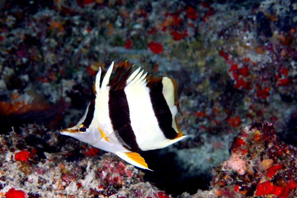 Pete Basabe’s Butterflyfish