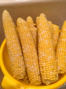 Corn cobs in colander