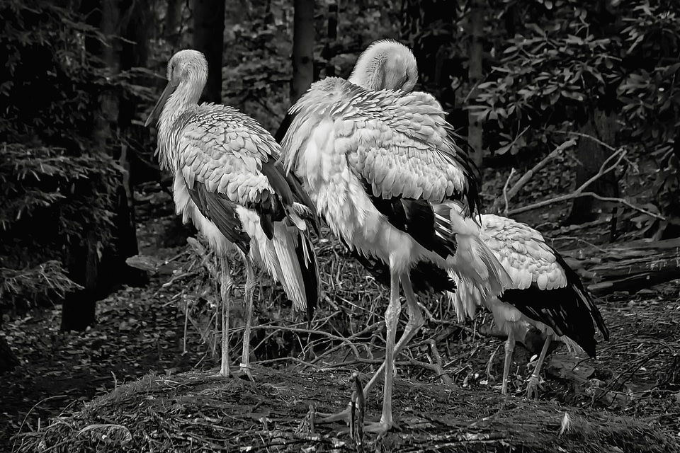 Animals birds white stork