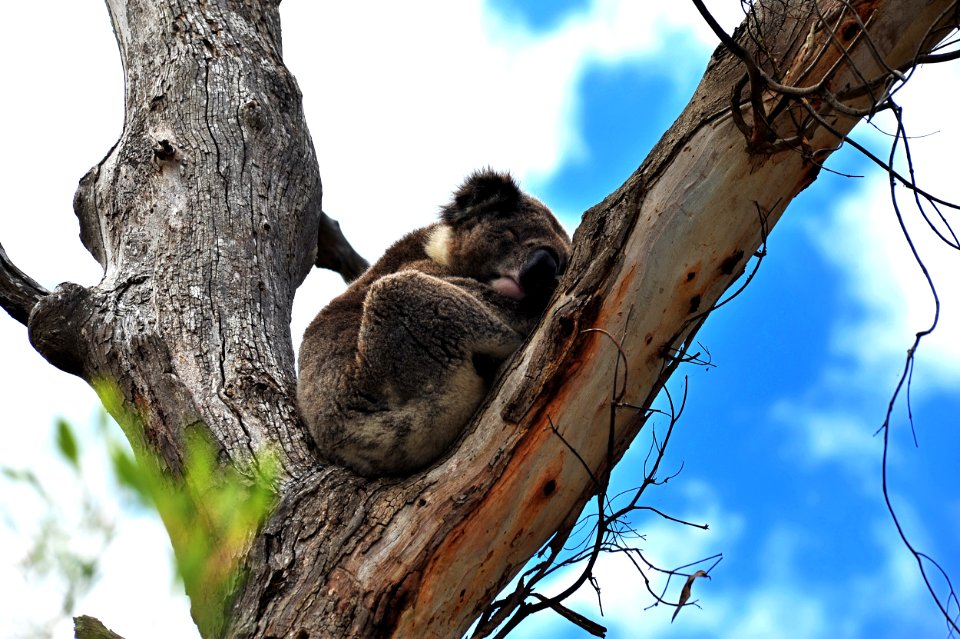Koala - Cape Otway VIC