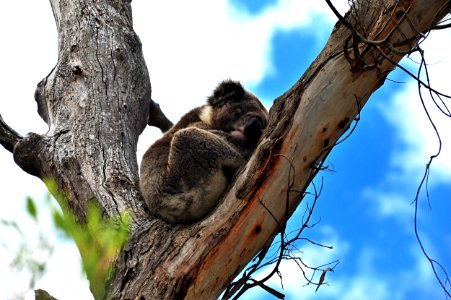 Koala - Cape Otway VIC photo