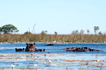 Okawango Delta, Botswana, 3/2012 photo