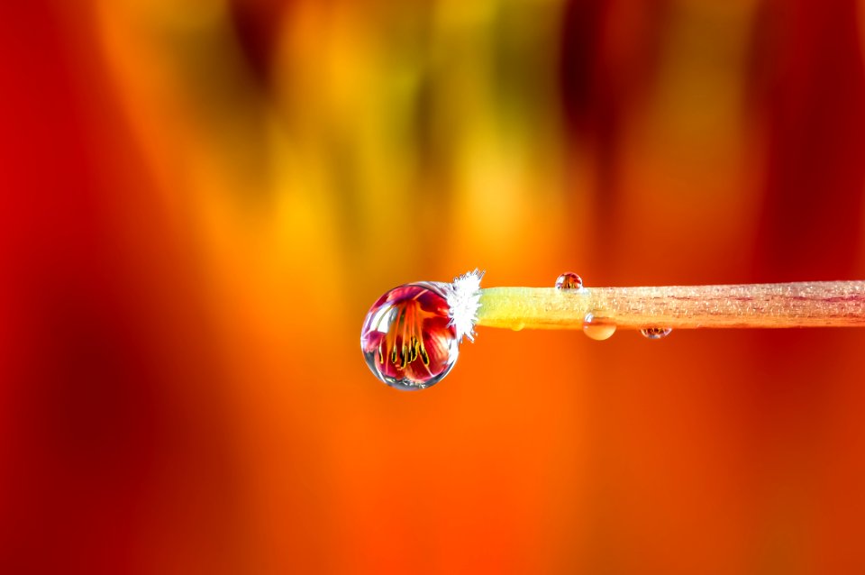 Drops e Flowers Gocce e Fiori Riflessi by Mario JR Nicorelli con Nikon D300s Macro fotografia - Macro Photography - Macro Foto