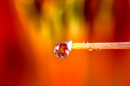 Drops e Flowers Gocce e Fiori Riflessi by Mario JR Nicorelli con Nikon D300s Macro fotografia - Macro Photography - Macro Foto