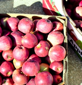 Apples in box ready to be canned