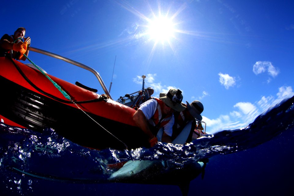 Tagging Galapagos Sharks