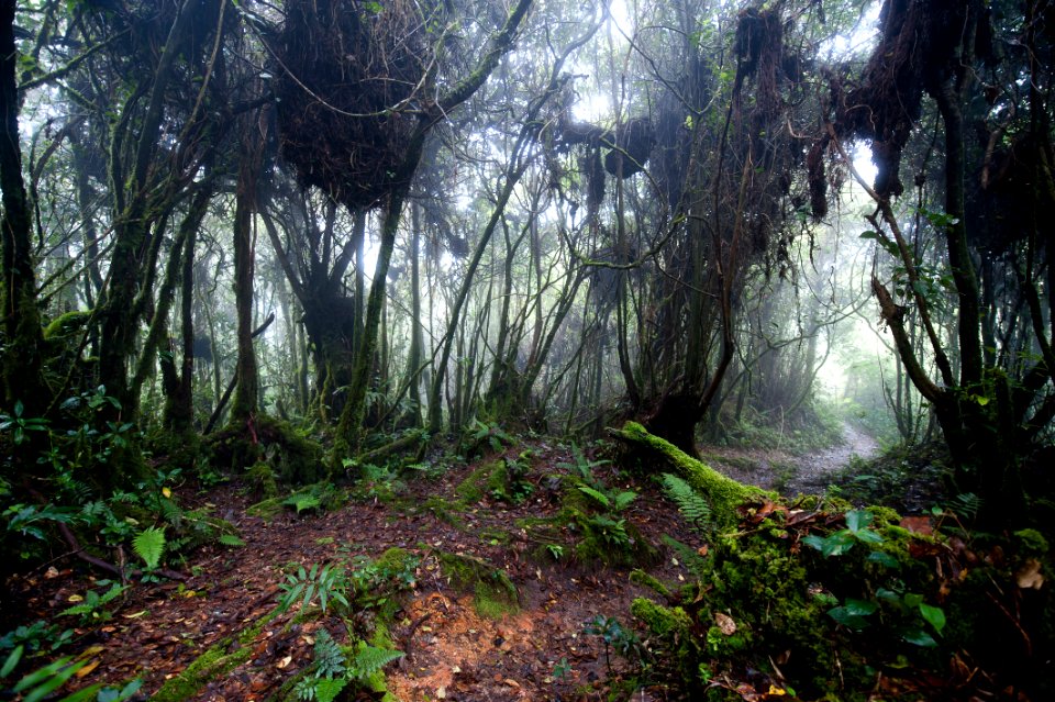 Cameron Highlands, Malaysia, 1/2013