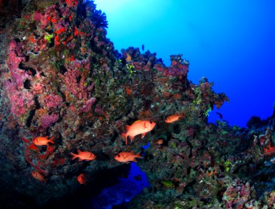 Bigscale Soldierfish at Pearl and Hermes Atoll