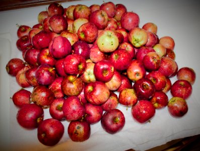 Washed apples on kitchen towel drying photo