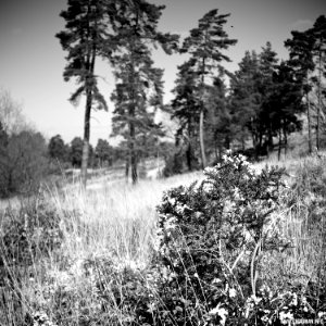 South Farnborough Landscape