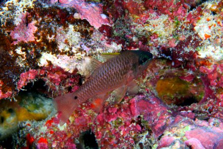 Iridescent Cardnialfish photo