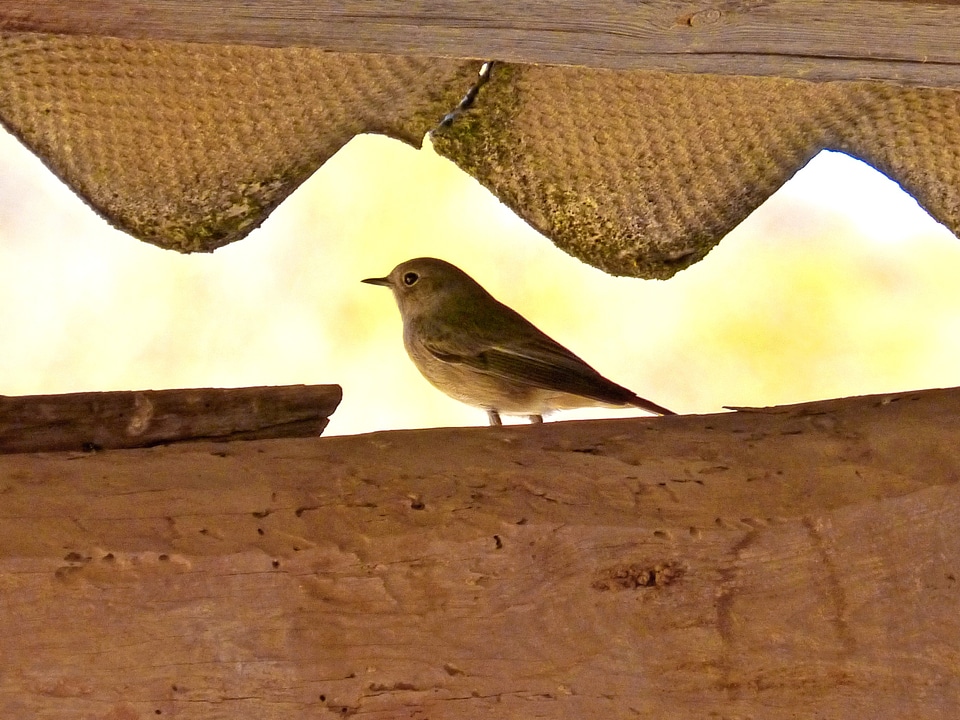 Roof detail motacilla alba