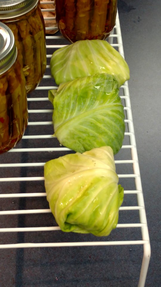 Rolled cabbage photo