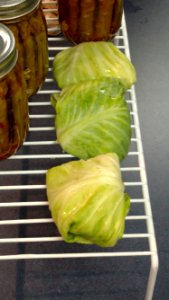 Rolled cabbage photo