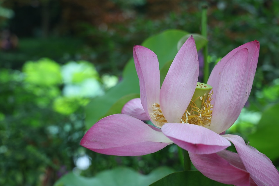 Garden nature spring