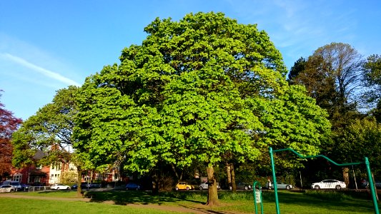 Spring-time tree in Roath Park sunshine