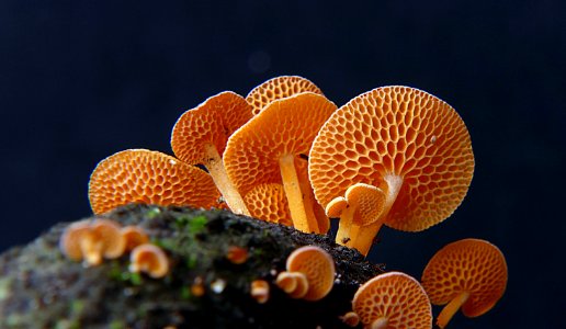 Favolaschia calocera - Orange Pore fungus, photo