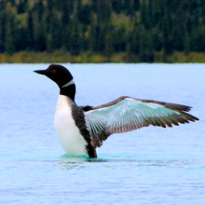 Common Loon (Gavia immer)