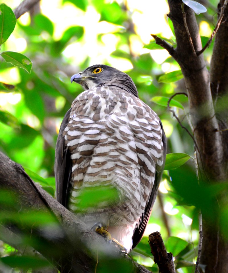 鳳頭蒼鷹