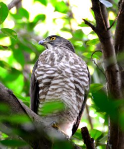 鳳頭蒼鷹