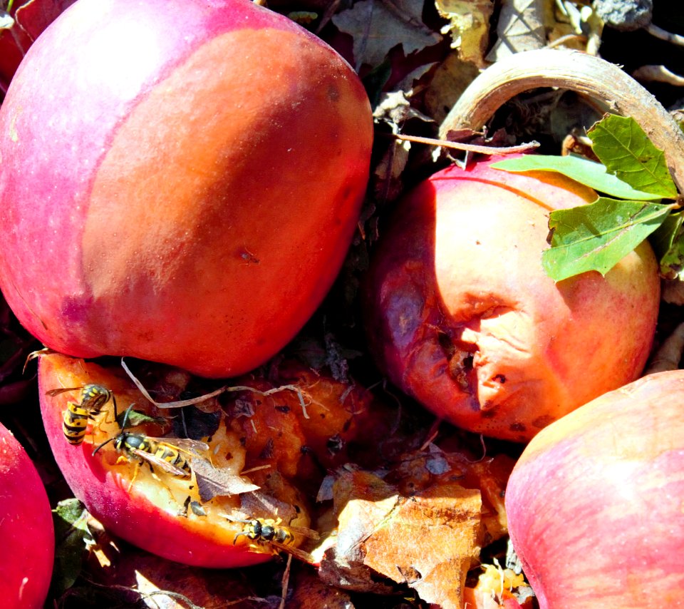 Decaying apples being feasted on by opportunistic insects