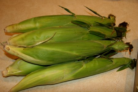 Fresh ears of corn