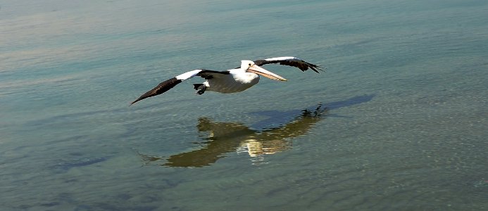 Pelican flight 2