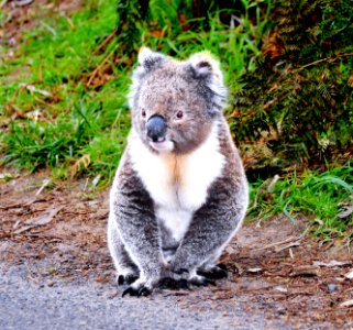 The koala - Cape Otway Vic photo