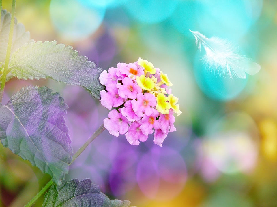 Lantana feather greeting card