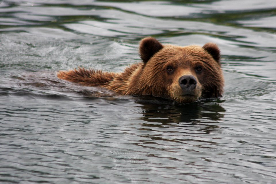 Swimming Across Silver Salmon Creek