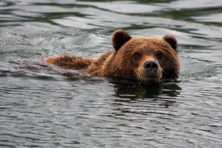 Swimming Across Silver Salmon Creek