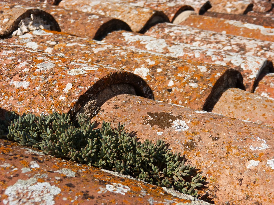 Plant old building lichen