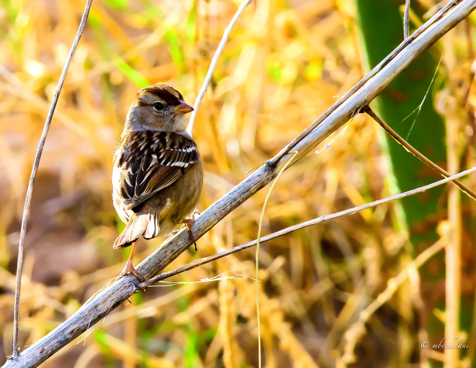 Gorrión corona blanca (Zonotrichia leucophrys) MBS 5122