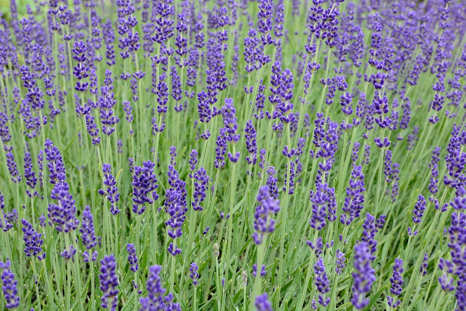 Purple violet flower photo