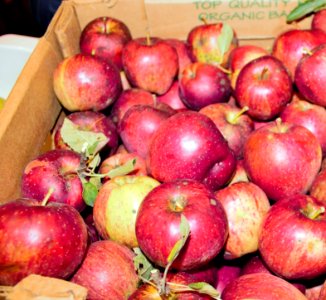 Freshly picked apples photo