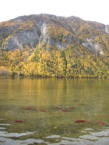 Sockeye at Kijik Lake photo