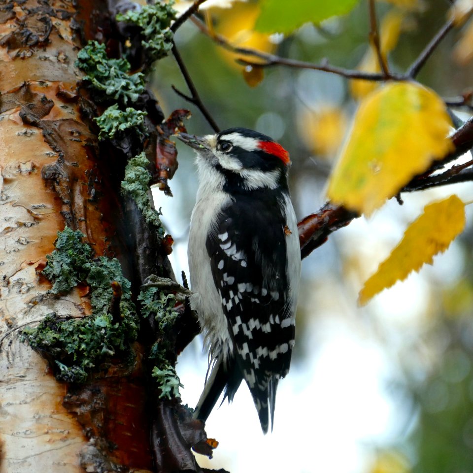 Downy Woodpecker (Picoides pubescens)