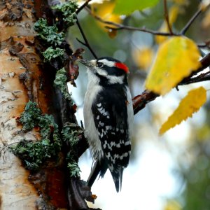 Downy Woodpecker (Picoides pubescens) photo