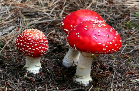 Fly agaric.