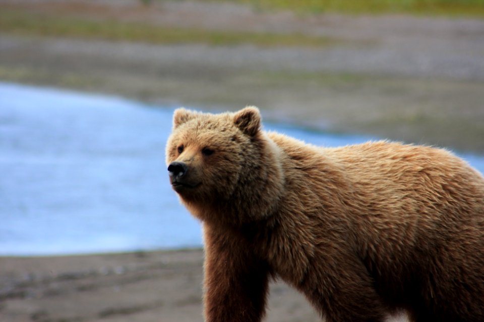 The Brown Bear Stare