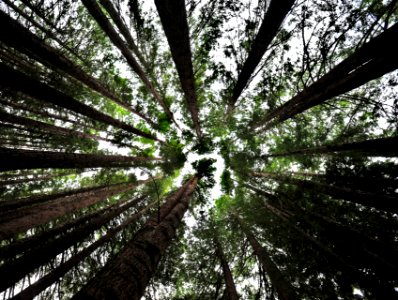 Through the redwoods - Otway Ranges Vic