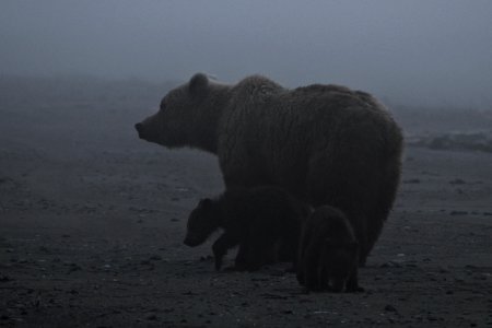 Foggy morning