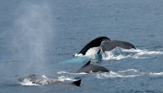Humpback whales - off Sydney NSW