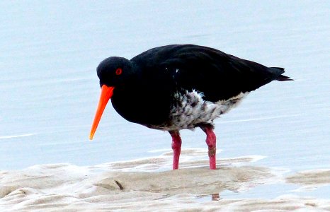 Oyster catcher. photo