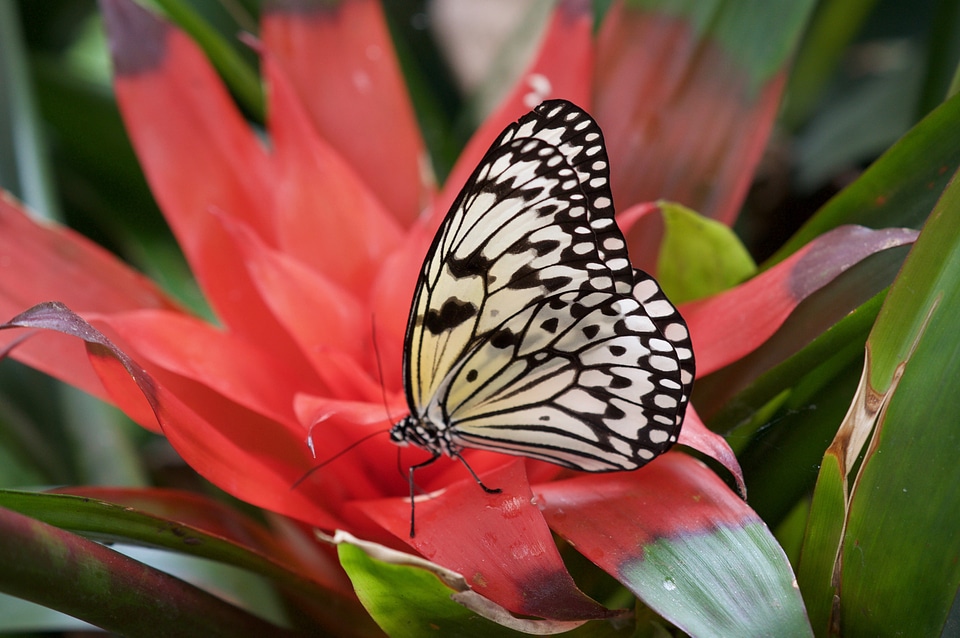 Insect butterflies macro