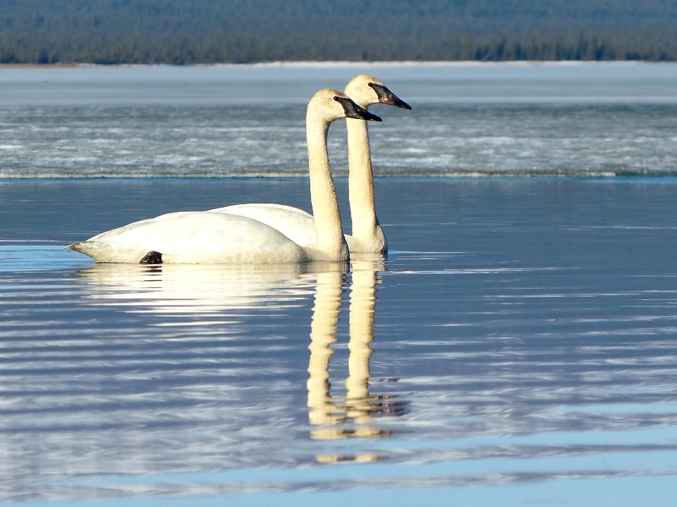 Trumpeter Swans (Cygnus buccinator)